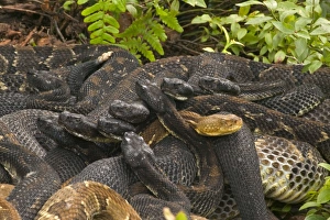 Timber Rattlesnakes - Gravid females basking to bring young to term Timber Rattlesnakes - Gravid females basking to bring young to term