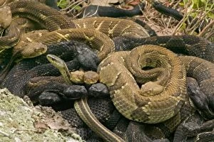 Rattlesnakes Collection: Timber Rattlesnakes - Gravid females basking to bring young to term. Venomous pitvipers
