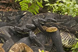 Timber Rattlesnakes - Gravid females basking to bring young to term. Venomous pitvipers, widely distributed throughout eastern United States. Legally protected in 8 of 32 states in which it occurs