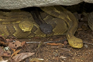 Rattlesnakes Collection: Timber Rattlesnakes - Northeastern United States