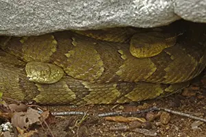 Timber Rattlesnakes - Northeastern United States