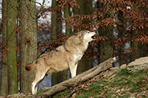 Timber Wolf / Grey Wolf sub species