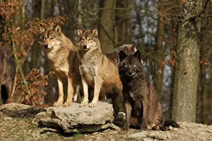 Wolf Prints: Timber Wolf / Grey Wolf sub species
