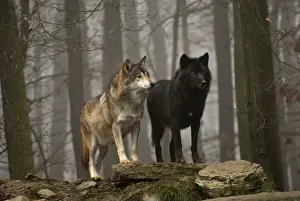 Timber Wolf / Grey Wolf sub species