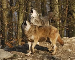Timber Wolf / Grey Wolf sub species - howling