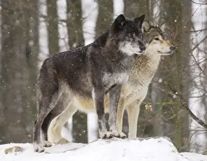 Timber Wolf / Grey Wolf sub species - In winter snow
