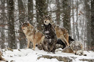 Wolves Collection: Timber Wolf / Grey Wolf sub species - In winter snow