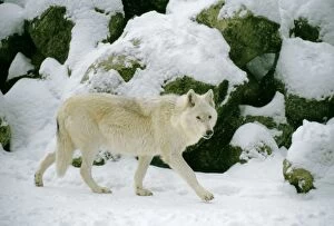 Timber Wolf in Snow