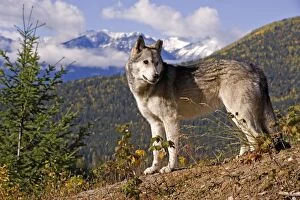 Timber Wolf standing on hill with Mountain Range