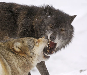 Images Dated 27th January 2007: Timberwolf