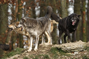 Images Dated 3rd December 2006: Timberwolf