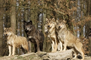 Images Dated 17th February 2007: Timberwolf