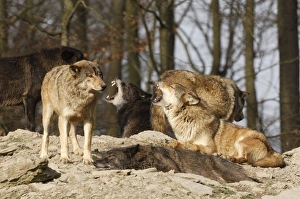 Images Dated 17th February 2007: Timberwolf