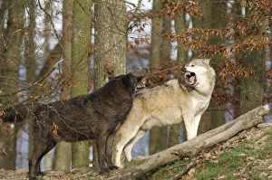 Images Dated 3rd December 2006: Timberwolf