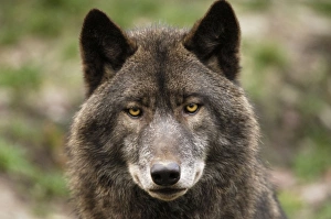 Images Dated 10th December 2006: Timberwolf