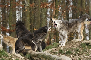 Images Dated 3rd December 2006: Timberwolf