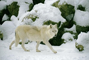 Images Dated 7th July 2004: Timberwolf Grey wolf sub speccies