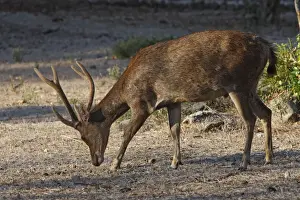 Timor Deer / Rusa Deer / Sunda sambar - Komodo Island - Indonesia