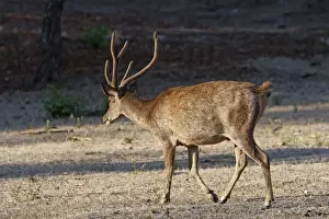 Timor Deer / Rusa Deer / Sunda sambar - Komodo Island - Indonesia