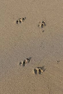 Timor Deer / Rusa Deer / Sunda sambar - tracks on sand
