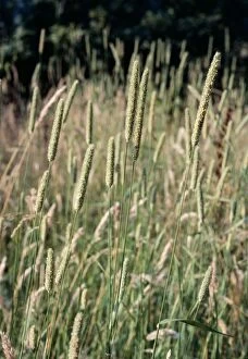 Images Dated 18th July 2005: Timothy Grass