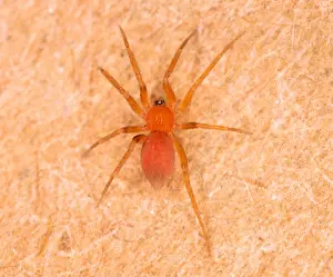 Tiny Bathroom Spider - Common in bathrooms in UK houses (only 2 mm long) Location: Hotel room, Newquay, Cornwall, UK