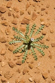 Tiny desert plants grow on the soft sandstone rock