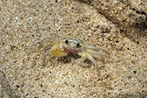 Crab Prints: Tiny Pea Crab on tropical beach outside its burrow. Sri Lanka