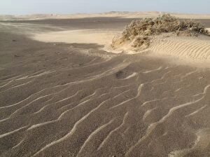 Tiny sand dunes form around the scanty vegetation