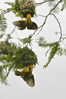 Images Dated 7th August 2006: Tisserin gendarme Village Weaver Ploceuscucullatus Tisserin gendarme Village Weaver