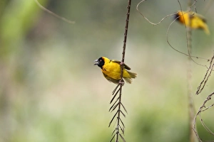 Images Dated 6th August 2006: Tisserin gendarme Village Weaver Ploceuscucullatus Tisserin gendarme Village Weaver