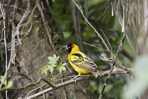 Images Dated 6th August 2006: Tisserin gendarme Village Weaver Ploceuscucullatus Tisserin gendarme Village Weaver