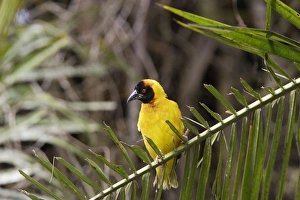 Images Dated 6th August 2006: Tisserin gendarme Village Weaver Ploceuscucullatus Tisserin gendarme Village Weaver