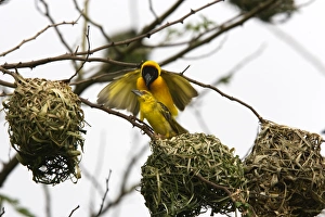 Images Dated 7th August 2006: Tisserin gendarme Village Weaver Ploceuscucullatus Tisserin gendarme Village Weaver