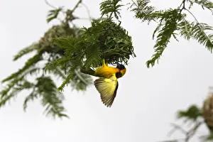 Tisserin gendarme Village Weaver Ploceus¬†cucullatus Tisserin gendarme Village Weaver Ploceus cucullatus