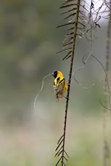 Tisserin gendarme Village Weaver Ploceus cucullatus Tisserin gendarme Village Weaver Ploceus cucullatus