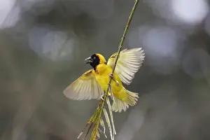 Tisserin gendarme Village Weaver Ploceus cucullatus Tisserin gendarme Village Weaver Ploceus cucullatus