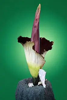 Size Prints: Titan Arum / Giant / Corpse Flower - six foot tall & three foot wide Rainforests of Indonesia