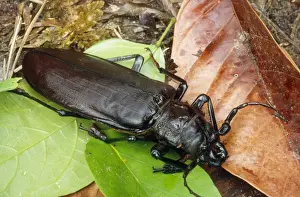 Brazil Prints: Titan Beetle - largest beetle in the world Amazonia Brazil South America