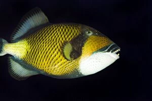 Images Dated 9th July 2011: Titan Triggerfish