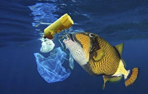 Eat Plastic Gallery: Titan triggerfish, Balistoides viridescens, eating