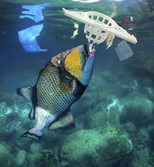 Pollution Gallery: Titan triggerfish, Balistoides viridescens, eating