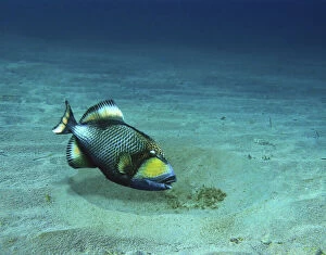 Titan triggerfish, Balistoides viridescens, taking