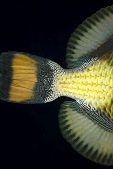 Balistoides Gallery: Titan Triggerfish's Tail