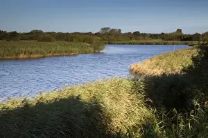 Reeds Prints: Titchfield Haven - National Nature Reserve - Hampshire - UK