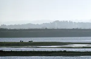 Titchwell Nature Reserve (RSPB) - with Cormorants - Norfolk UK