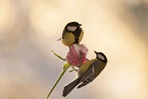 Bouquet Gallery: two titmouse is standing on a rose with ice and snow     Date: 04-01-2021
