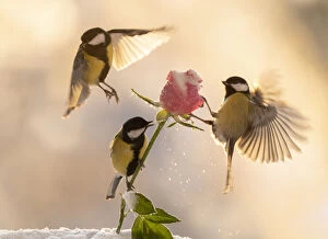 Bouquet Gallery: titmouses are flying above a rose with ice and snow     Date: 04-01-2021