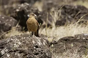 Chile Prints: Tiuque / Chimango Caracara Milvago chimango Isla Rapa Nui (o de Pascua) CHILE O 1004CL
