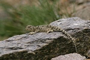 Images Dated 16th August 2005: Toad-agama Tso Kar basin (4500m)
